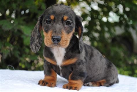 Occasionally, we may have Long Hair, Blue & Tan, and Isabella & Tan Mini Dachshunds. . Dachshund puppy sale